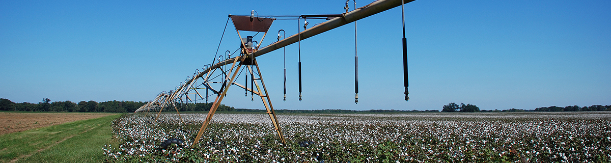 An irrigation sprinkler on a cotton crop. UF/IFAS Photo by Stu Hutson.