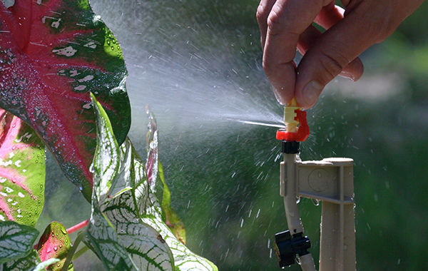 micro sprinkler head aimed at colorful caladium leaf