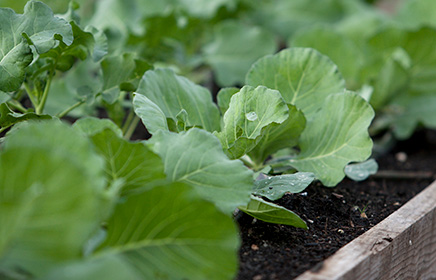 Lettuce in a raised bed