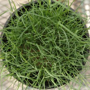 A small plastic pot of Bermudagrass