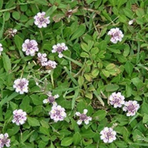 Close view of the tiny flowers of frogfruit groundcover