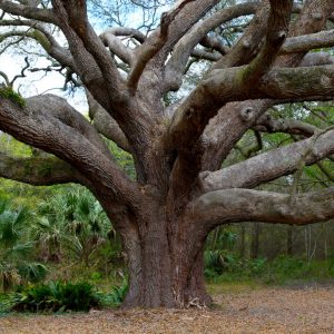 A massive oak tree with many thick branches expanding from the trunk.