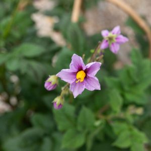 A tiny purple flower with a yellow center